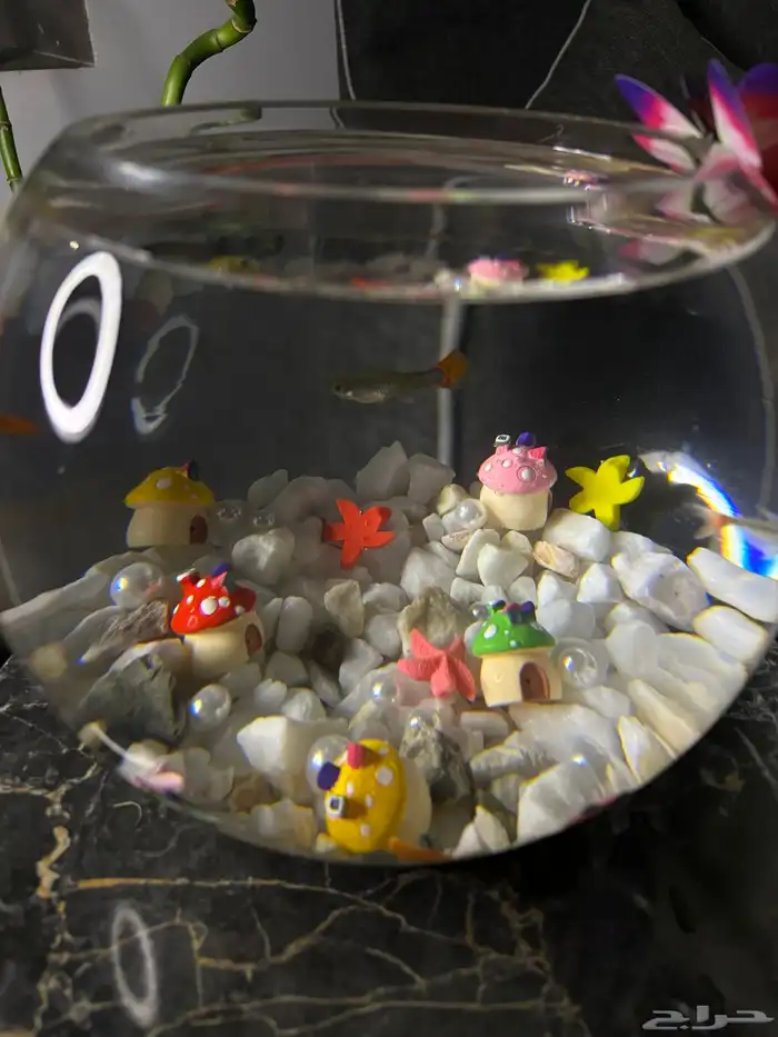 سمك - اجعل هديتك مميزه ( إذا كانت الهديه روح ) 3