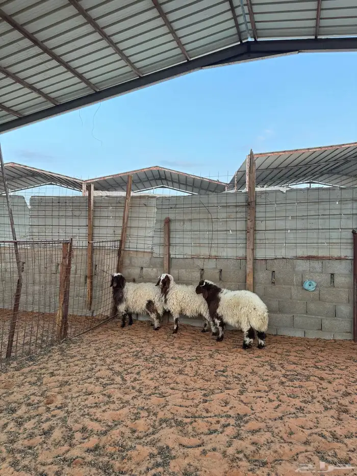 خرفان نعيم 8