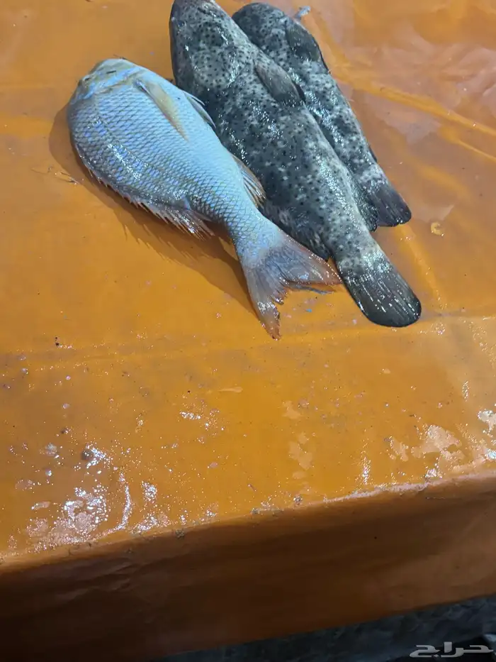 بيع اسماك طازجه ومثلجه جمله بأسعار مناسبه يتوفر لدينا توصيل 0