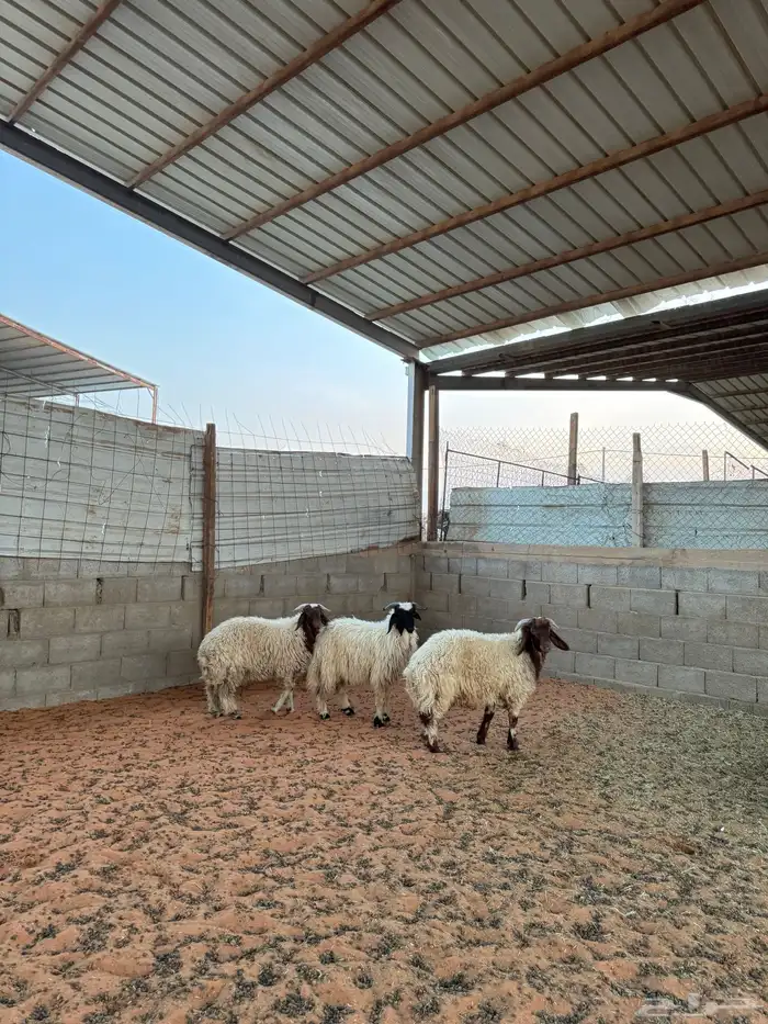 خرفان نعيم 9