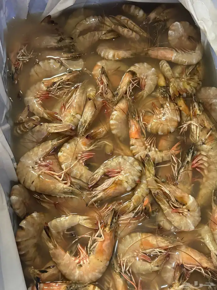 بيع اسماك طازجه ومثلجه جمله بأسعار مناسبه يتوفر لدينا توصيل 5