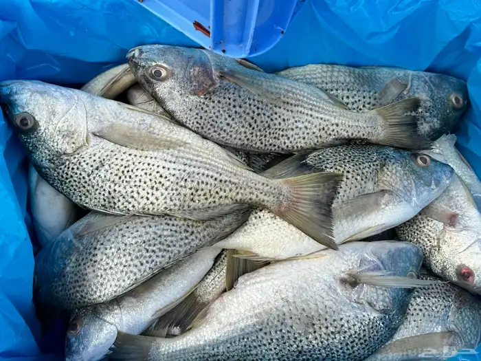 بيع اسماك طازجه ومثلجه جمله بأسعار مناسبه يتوفر لدينا توصيل 3