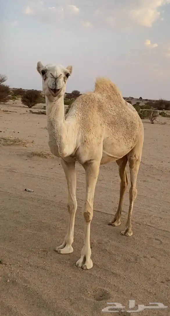 بكره 0