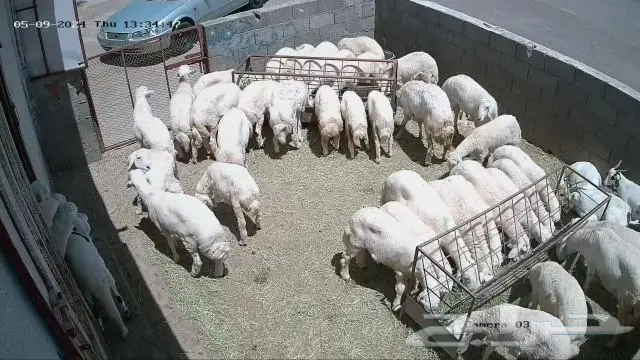 ذبايح ثلاجه باسعار مناسبه بلدي حري  تيوس   سواكن مرباه 2