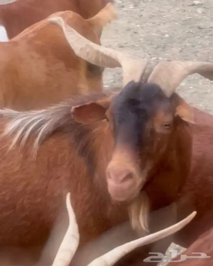للبيع فحول عدد 2 2