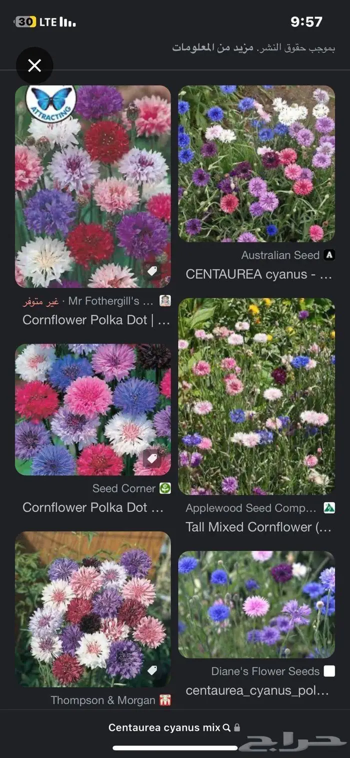 اسعار جملة بذور ربيعية نظيفة نسبة انبات عالية باذن الله 2