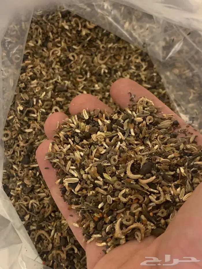 اسعار جملة بذور ربيعية نظيفة نسبة انبات عالية باذن الله 4