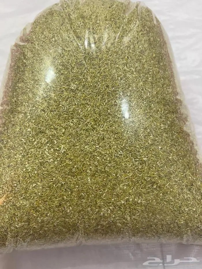 اسعار جملة بذور ربيعية نظيفة نسبة انبات عالية باذن الله 0