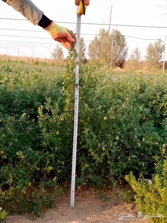 بذر برسيم وطني انتاج مزرعتنا على ملوحة 3200 3