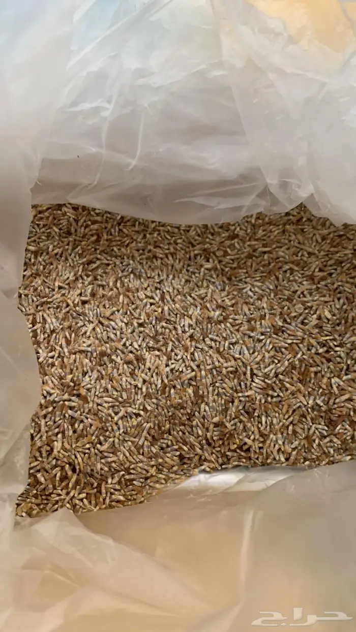 اسعار جملة بذور ربيعية نظيفة نسبة انبات عالية باذن الله 3