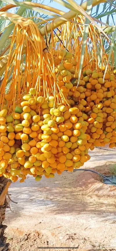 فسائل نخل اخلاص فاخر 4