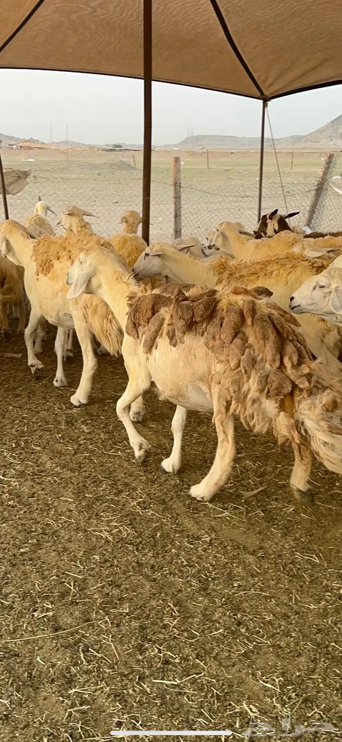 غنم حريات مراح واحد 74 تحتها 52 0