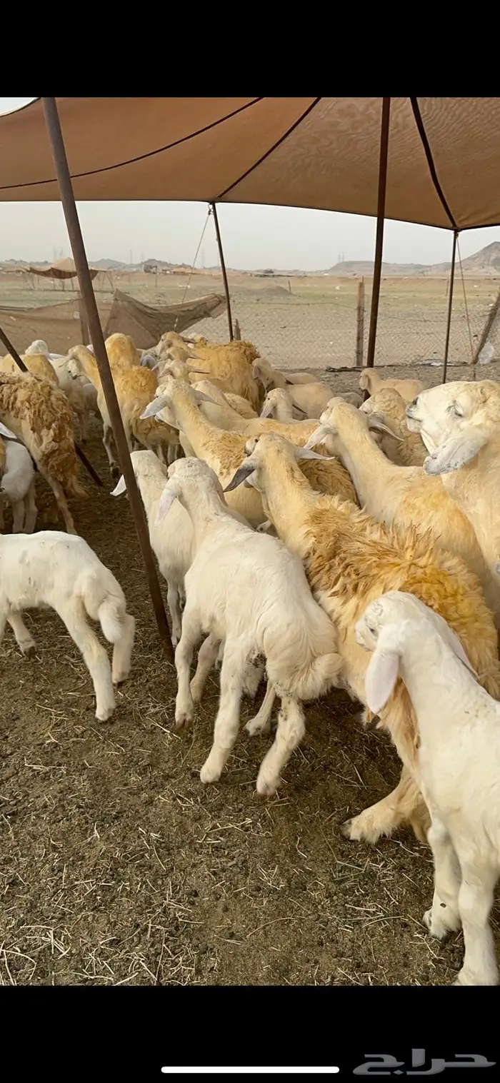 غنم حريات مراح واحد 74 تحتها 52 2