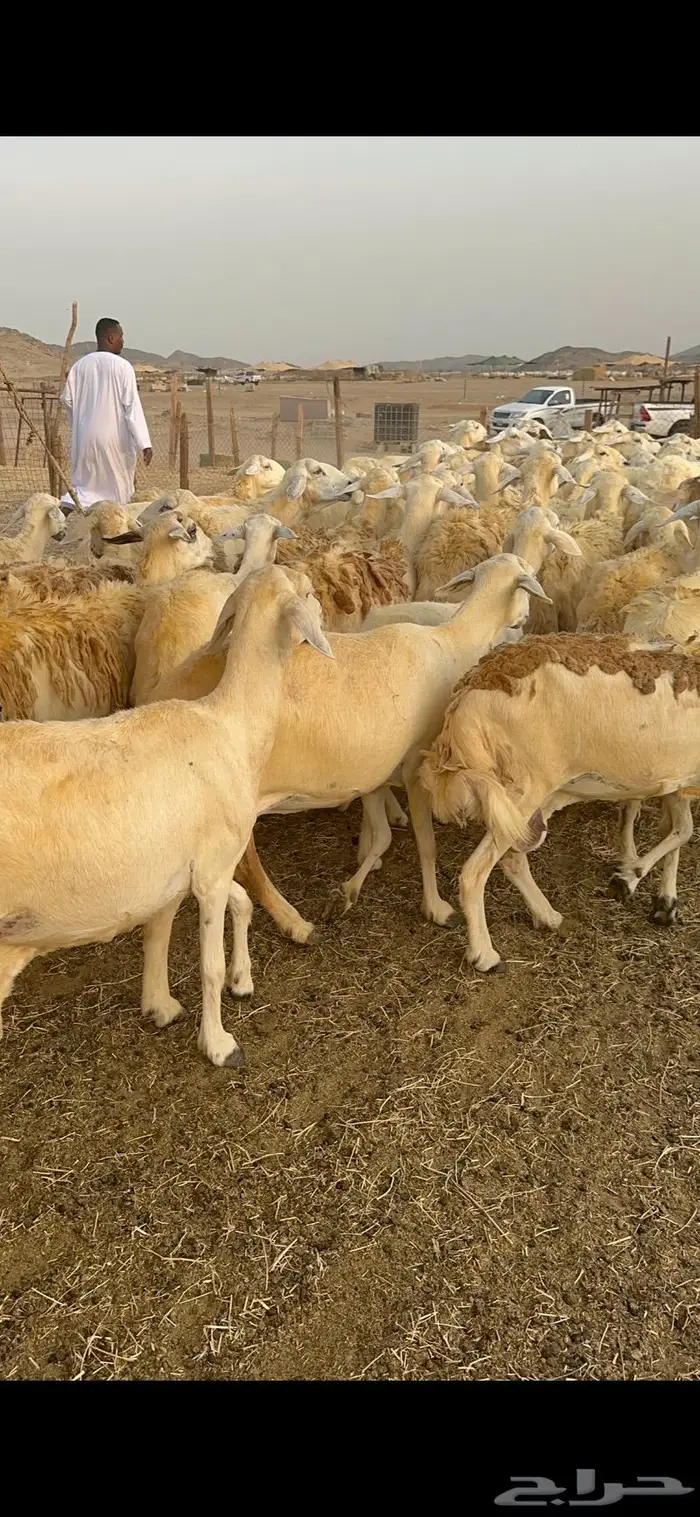 غنم حريات مراح واحد 74 تحتها 52 1