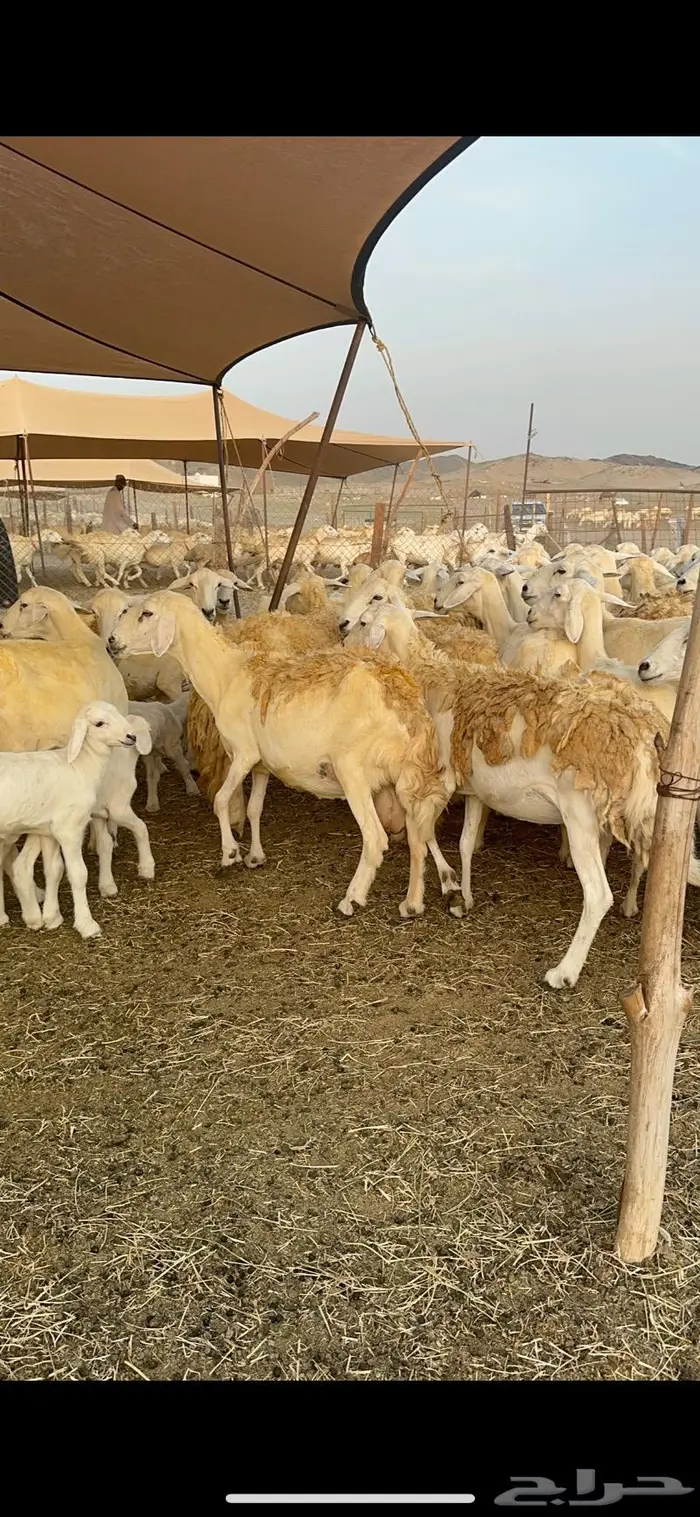 غنم حريات مراح واحد 74 تحتها 52 3