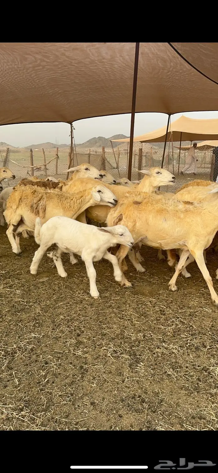 غنم حريات مراح واحد 74 تحتها 52 4