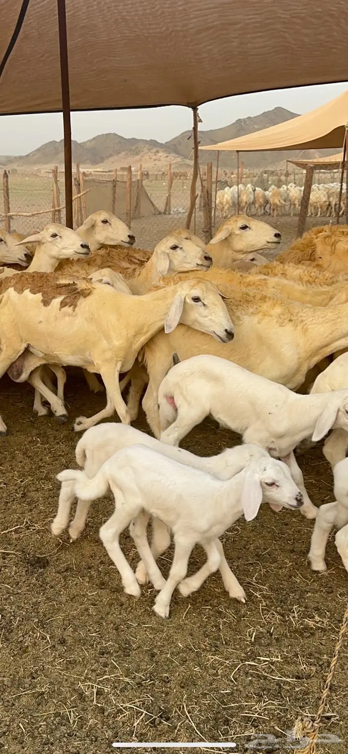 غنم حريات مراح واحد 74 تحتها 52 5