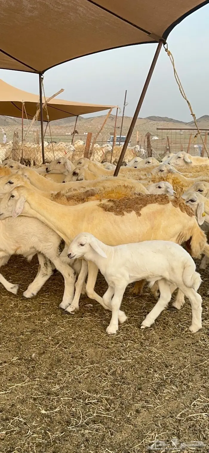 غنم حريات مراح واحد 74 تحتها 52 6