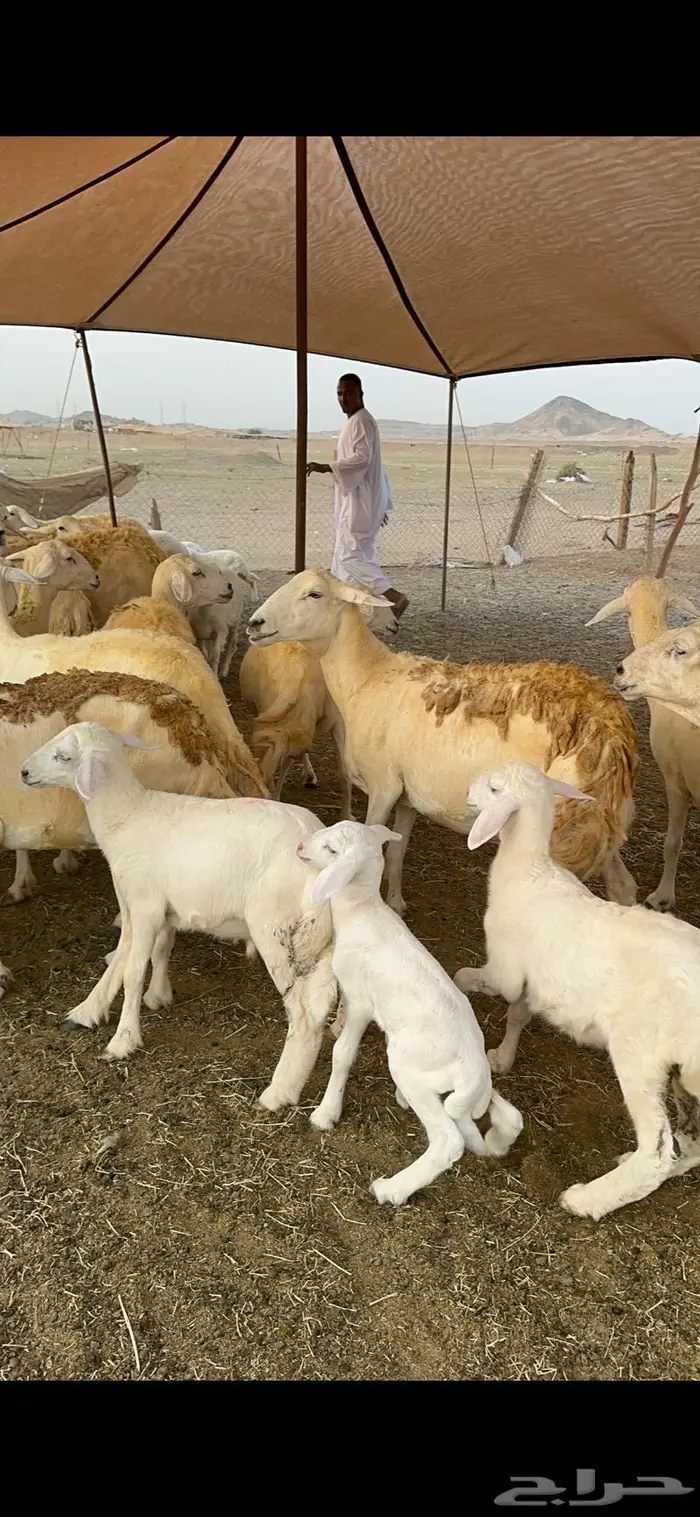 غنم حريات مراح واحد 74 تحتها 52 7