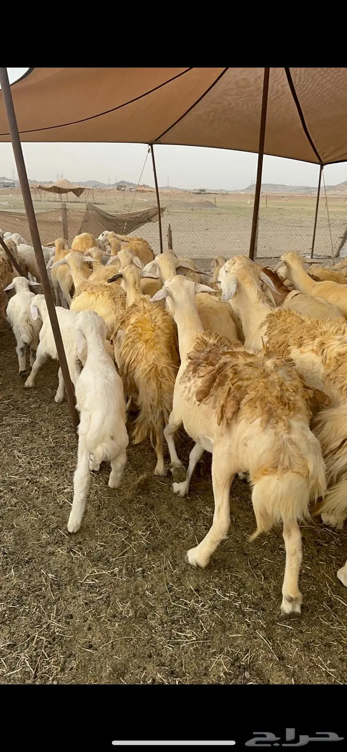 غنم حريات مراح واحد 74 تحتها 52 8