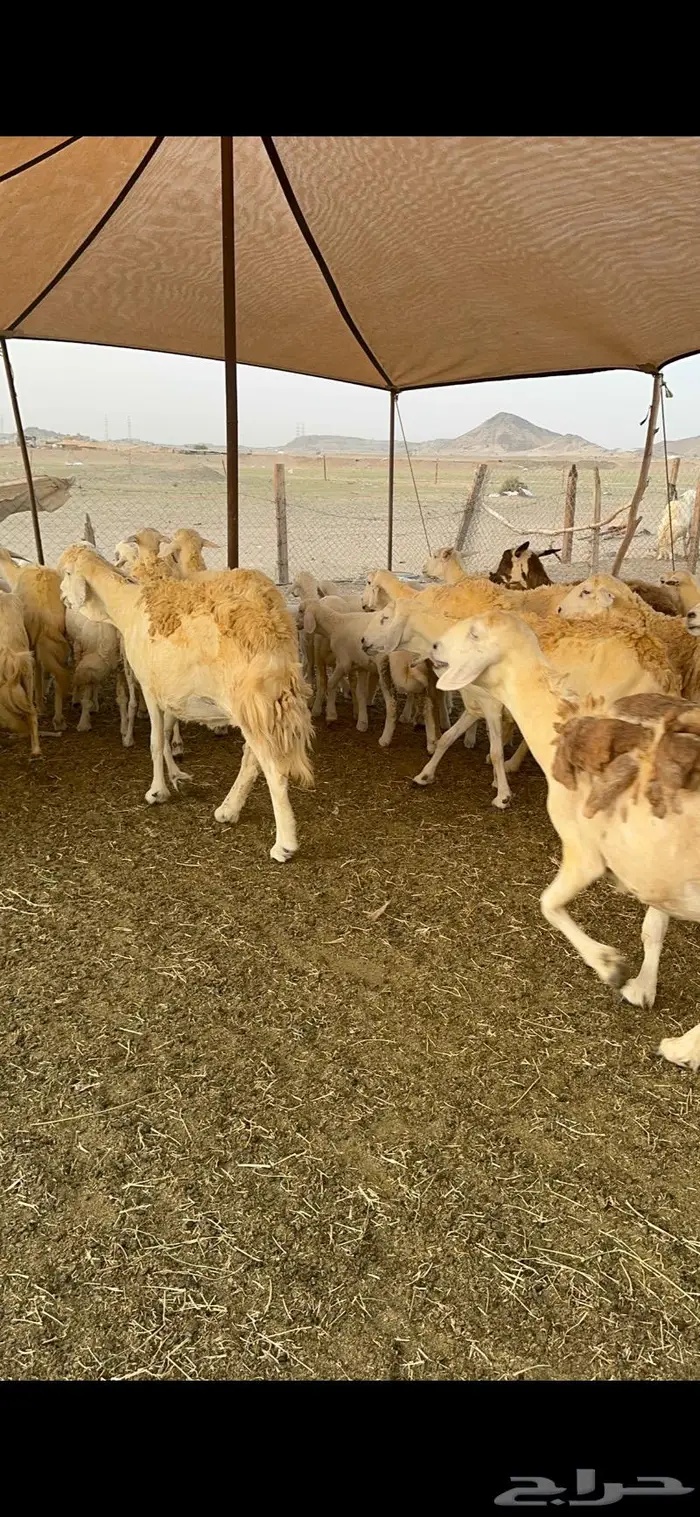 غنم حريات مراح واحد 74 تحتها 52 9