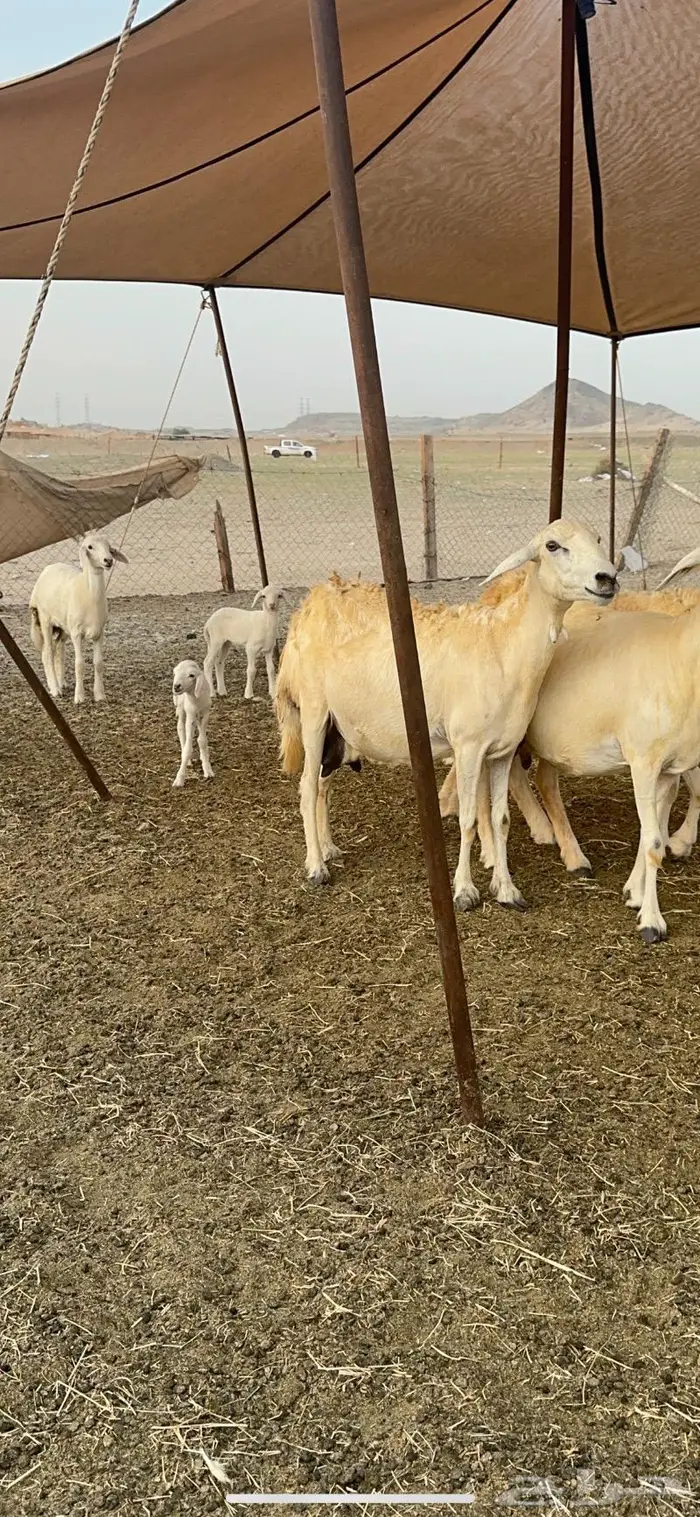 غنم حريات مراح واحد 74 تحتها 52 11