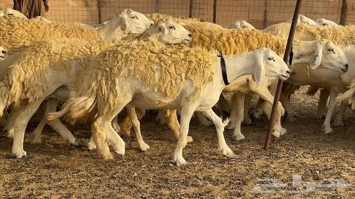 حريات حرش صنف الصنف ( تم البيع ) 3