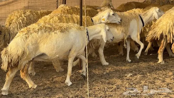 حريات حرش صنف الصنف ( تم البيع ) 4