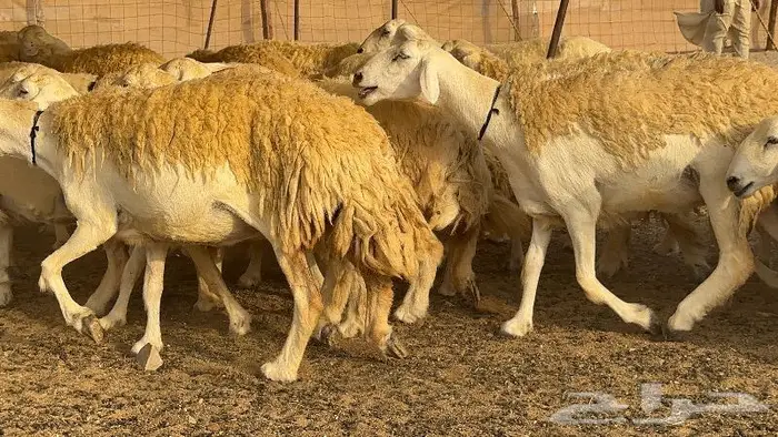 حريات حرش صنف الصنف ( تم البيع ) 8