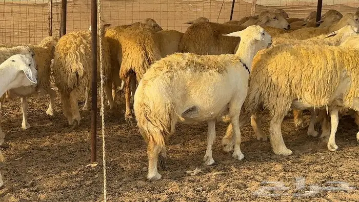 حريات حرش صنف الصنف ( تم البيع ) 9