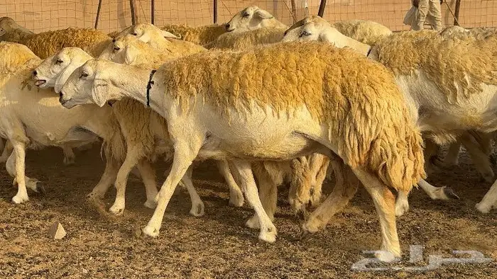 حريات حرش صنف الصنف ( تم البيع ) 10