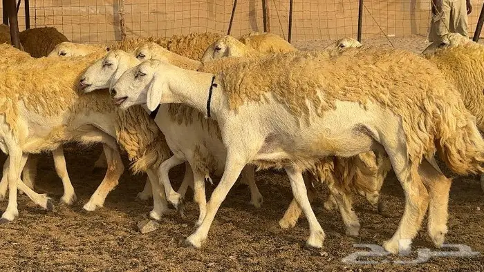 حريات حرش صنف الصنف ( تم البيع ) 14