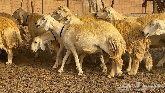 حريات حرش صنف الصنف ( تم البيع ) 16