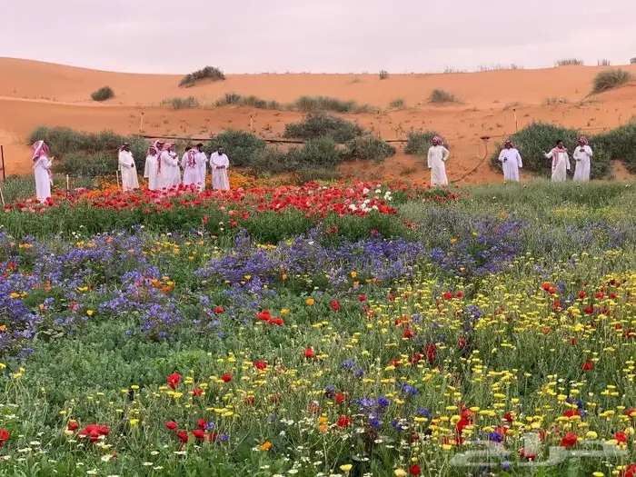 اسعار جملة بذور ربيعية نظيفة نسبة انبات عالية باذن الله 1