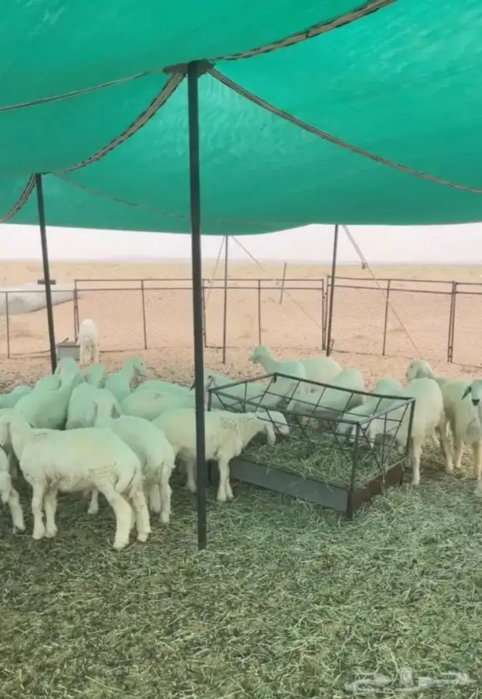 ( ذبائح بريه ) 4