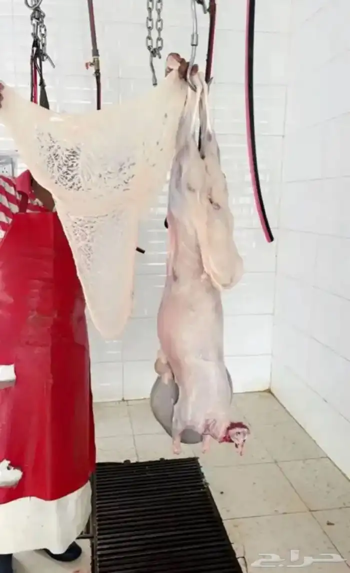 ( ذبائح بريه ) 3