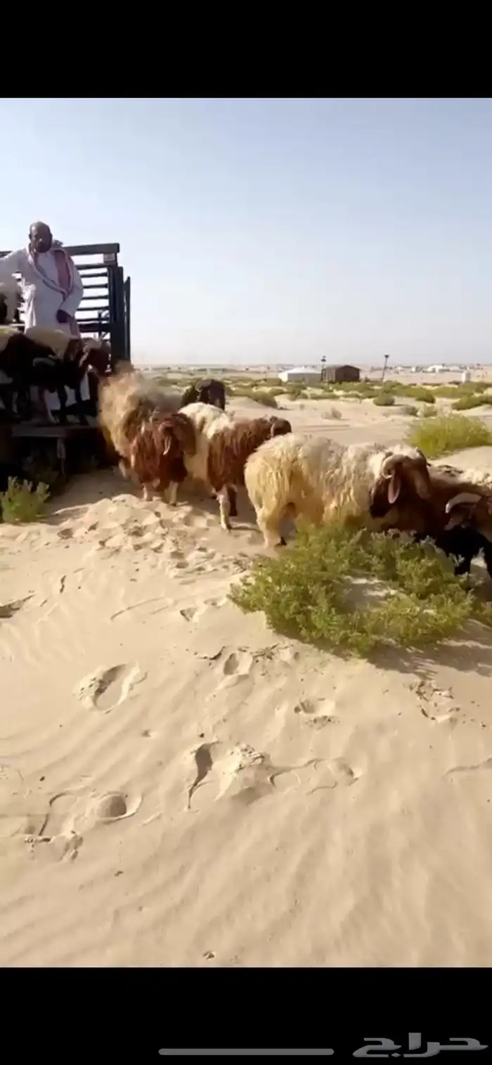 ذبايح نعيمي مفطح ثلاجه شامل ذبح توصيل 1