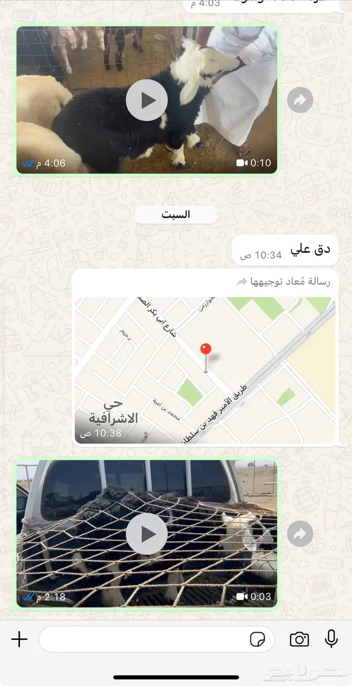 تيوس طليان 7