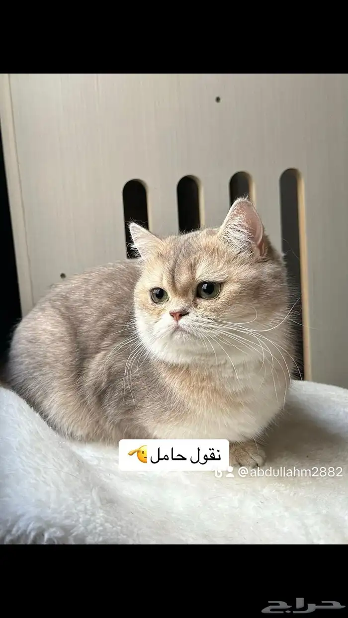 للبيع انثى بريتش Ay12 مستورده ومسجله ومستوى قوي تم البيع 0