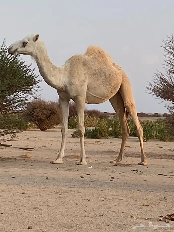 بكره 1