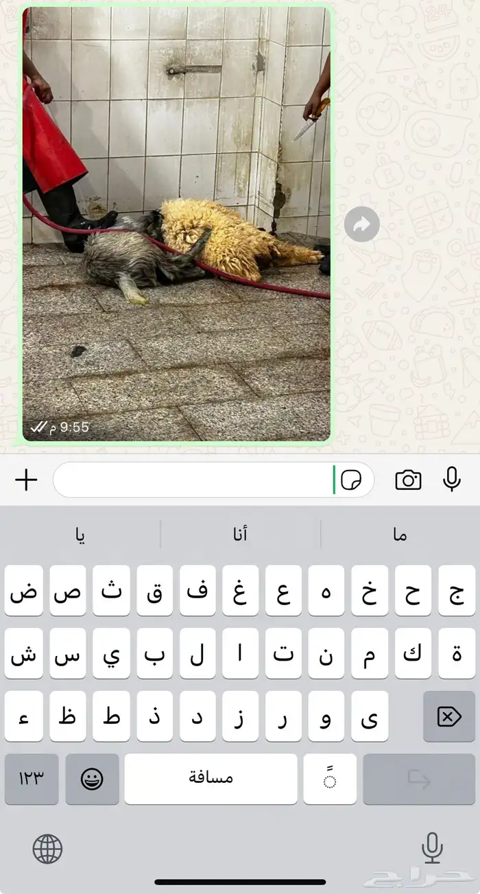 تيوس طليان 6