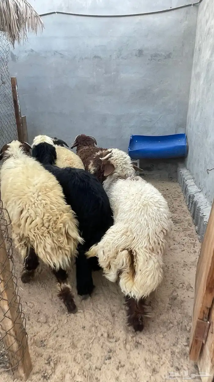 ذبايح للبيع 2