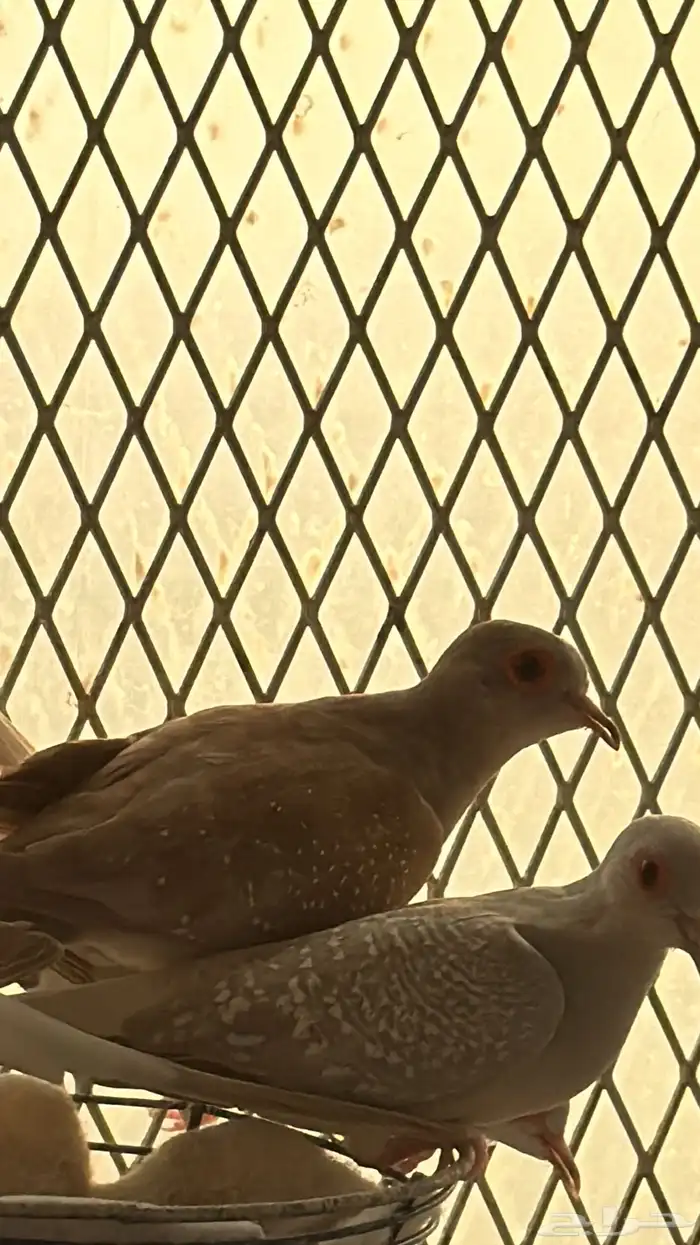 عشة الماسي 2