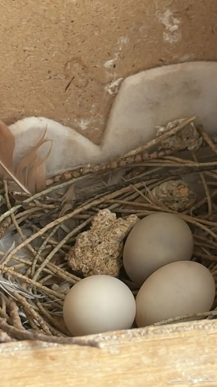 عشة الماسي 1