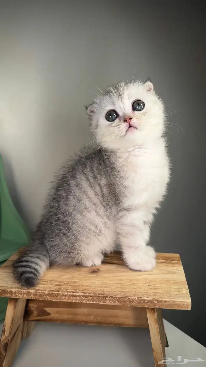 كيتن سكوتش فولد شورت هير قطط صغيرة شهرين جدة انثى ذكر برتش 0