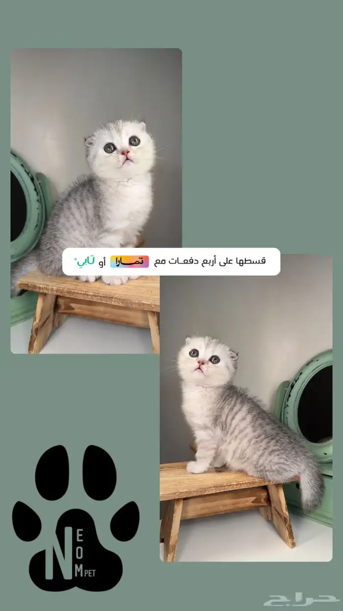 كيتن سكوتش فولد شورت هير قطط صغيرة شهرين جدة انثى ذكر برتش 1