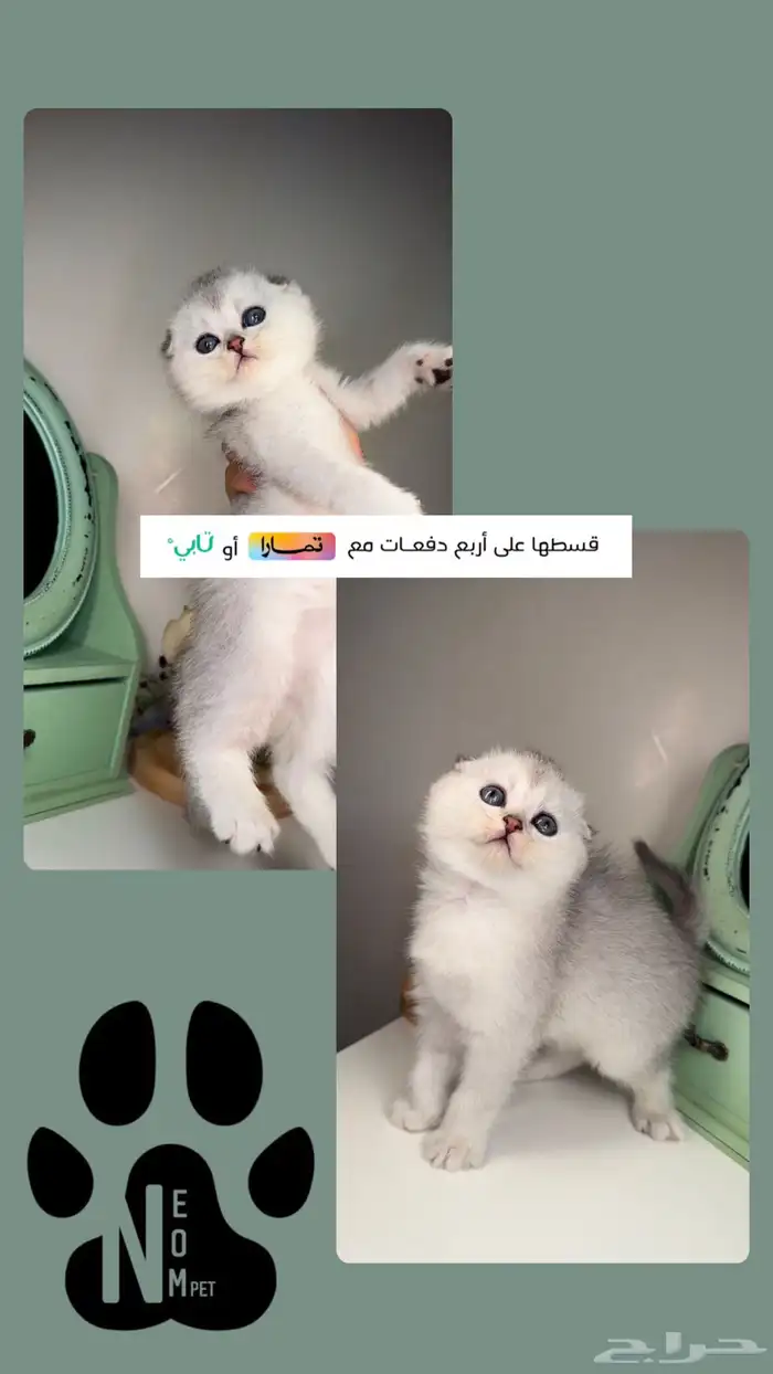 سكوتش تربل فولد كيتن قطط صغيرة شهرين للبيع الرياض انثى ذكر 1