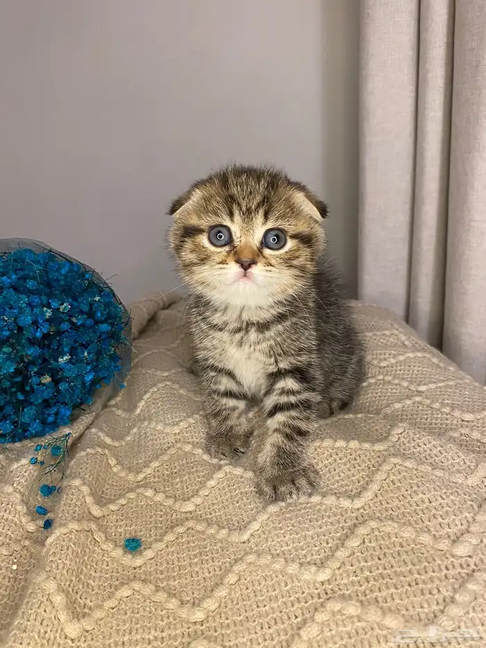 قطط للبيع سكوتش تربل فولد 2