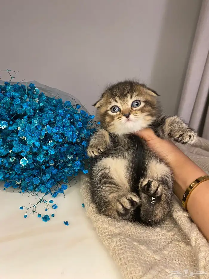 قطط للبيع سكوتش تربل فولد 0