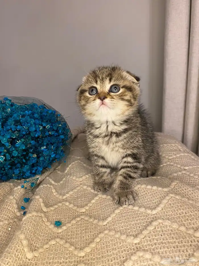 قطط للبيع سكوتش تربل فولد 1